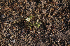 Merremia tridentata subsp. tridentata